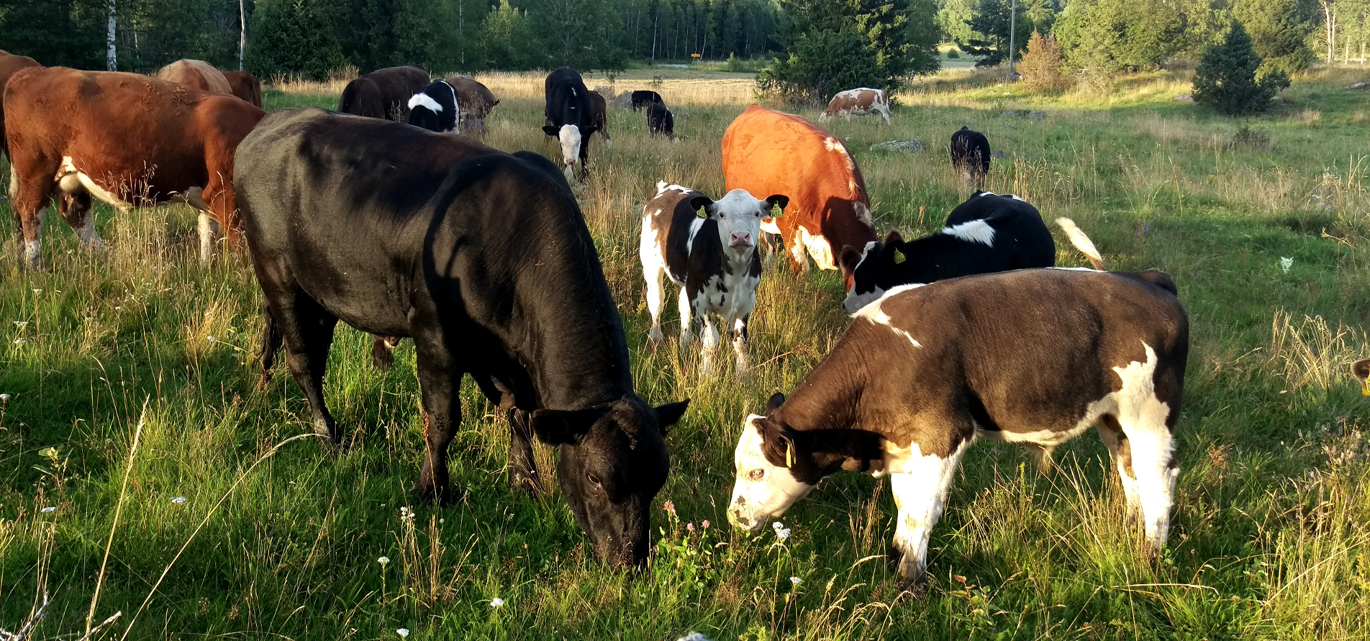 Korna på Södersjögården